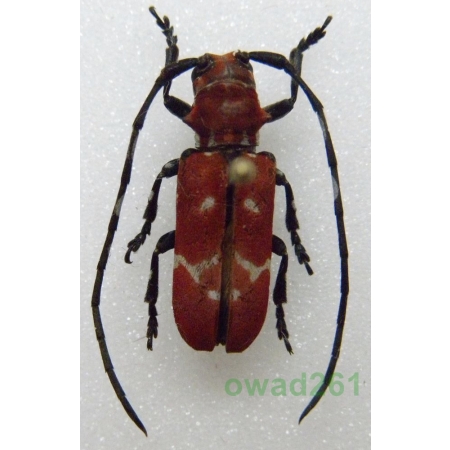 Callimation venustum Guérin-Méneville, 1844 Madagascar